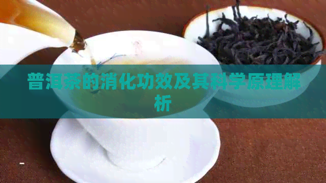 普洱茶的消化功效及其科学原理解析