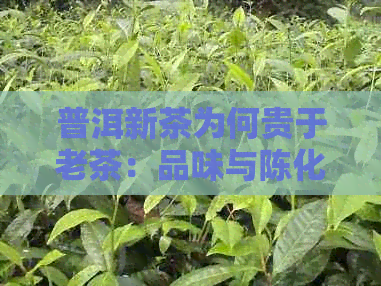 普洱新茶为何贵于老茶：品味与陈化的秘密