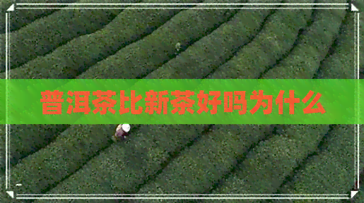 普洱茶比新茶好吗为什么