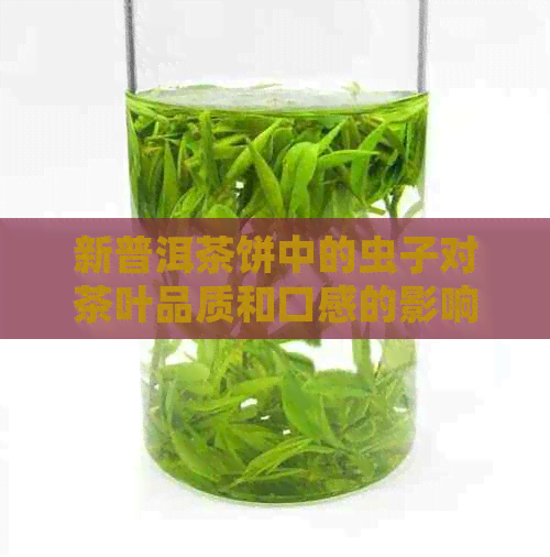 新普洱茶饼中的虫子对茶叶品质和口感的影响及如何处理以确保饮用安全