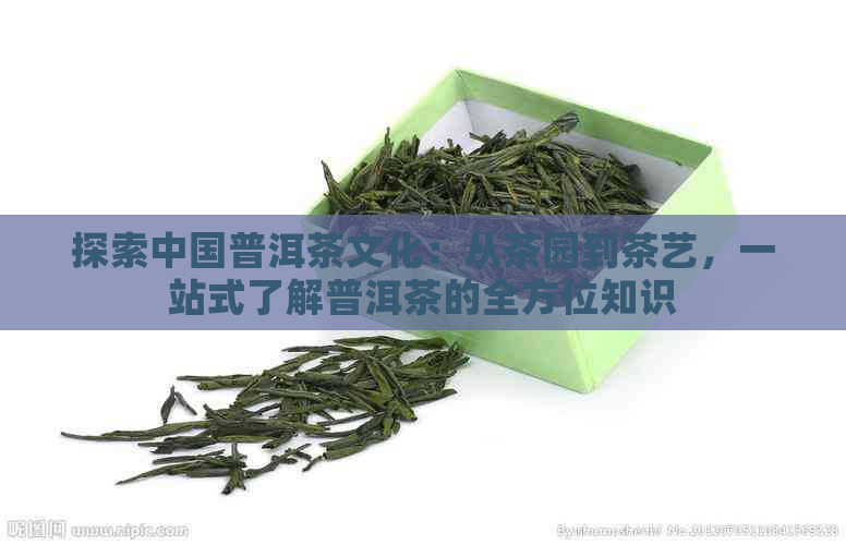 探索中国普洱茶文化：从茶园到茶艺，一站式了解普洱茶的全方位知识