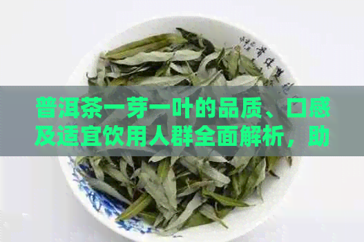 普洱茶一芽一叶的品质、口感及适宜饮用人群全面解析，助您选购更合适的茶叶