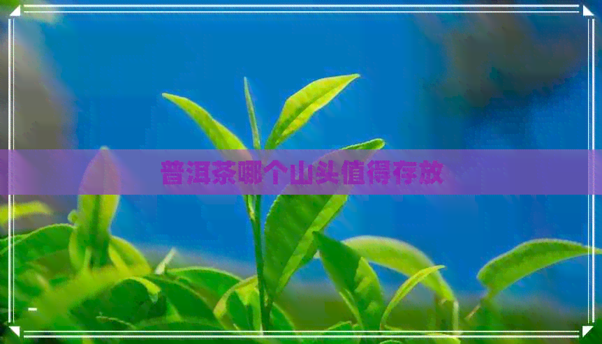 普洱茶哪个山头值得存放