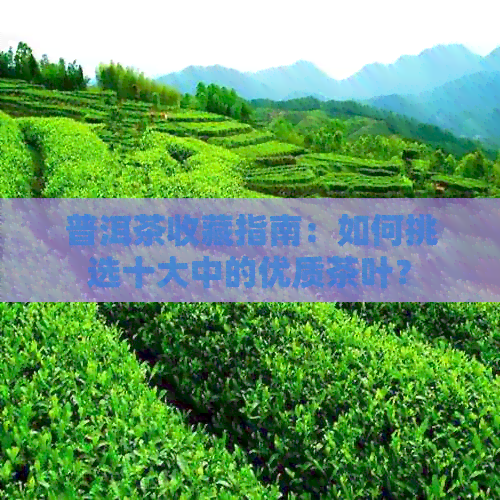 普洱茶收藏指南：如何挑选十大中的优质茶叶？