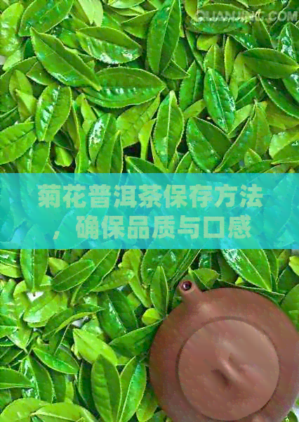 菊花普洱茶保存方法，确保品质与口感