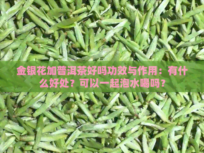 金银花加普洱茶好吗功效与作用：有什么好处？可以一起泡水喝吗？