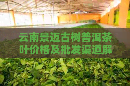 云南景迈古树普洱茶叶价格及批发渠道解析