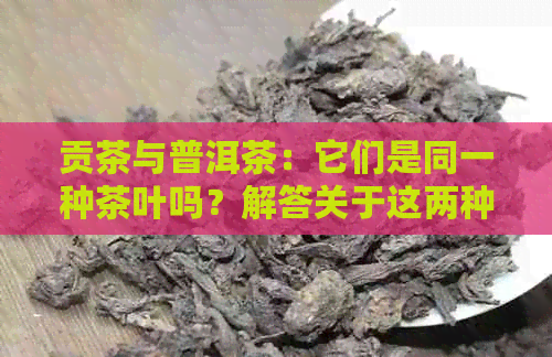 贡茶与普洱茶：它们是同一种茶叶吗？解答关于这两种茶叶的疑问