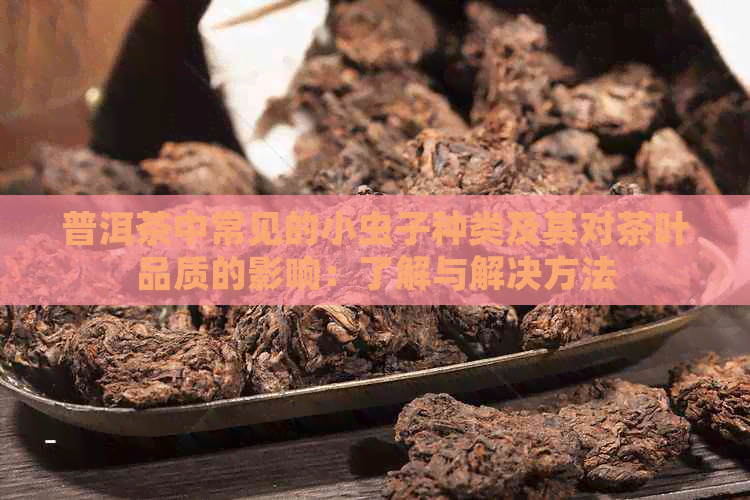 普洱茶中常见的小虫子种类及其对茶叶品质的影响：了解与解决方法