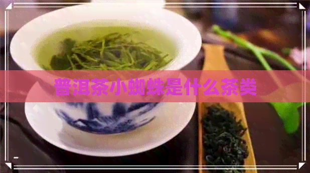 普洱茶小蜘蛛是什么茶类