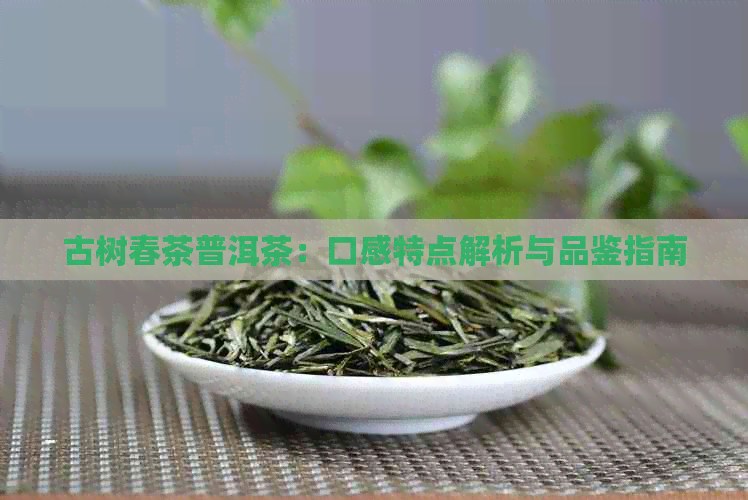 古树春茶普洱茶：口感特点解析与品鉴指南