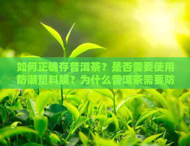 如何正确存普洱茶？是否需要使用防潮塑料膜？为什么普洱茶需要防潮？