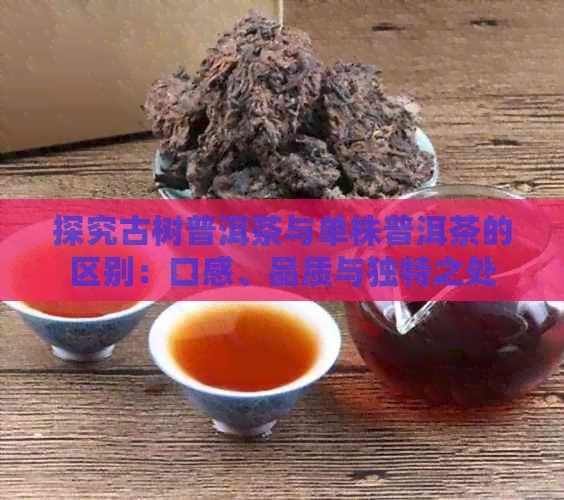 探究古树普洱茶与单株普洱茶的区别：口感、品质与独特之处