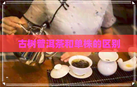 古树普洱茶和单株的区别