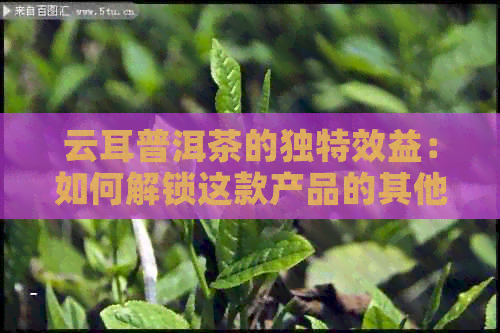 云耳普洱茶的独特效益：如何解锁这款产品的其他潜力和特点