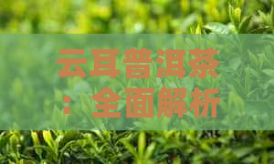 云耳普洱茶：全面解析其用途、功效与禁忌，解答您关于茶叶的所有疑问