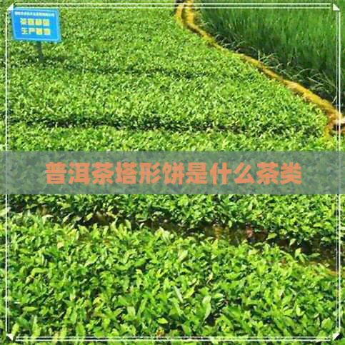 普洱茶塔形饼是什么茶类