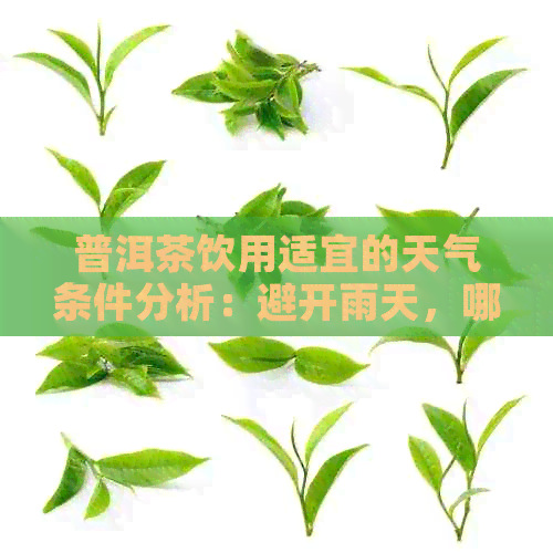 普洱茶饮用适宜的天气条件分析：避开雨天，哪个节最适合？