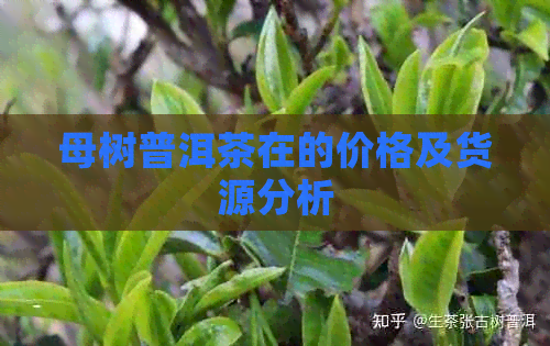 母树普洱茶在的价格及货源分析