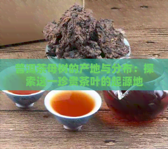 普洱茶母树的产地与分布：探索这一珍贵茶叶的起源地