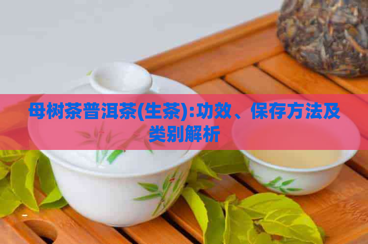 母树茶普洱茶(生茶):功效、保存方法及类别解析