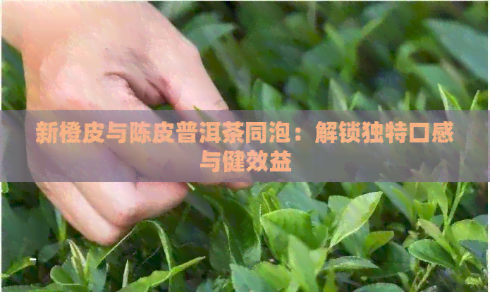 新橙皮与陈皮普洱茶同泡：解锁独特口感与健效益