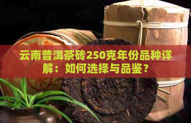 云南普洱茶砖250克年份品种详解：如何选择与品鉴？