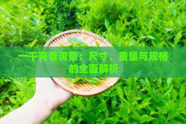 一千克普洱茶：尺寸、重量与规格的全面解析