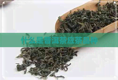 什么是普洱茶应茶品种