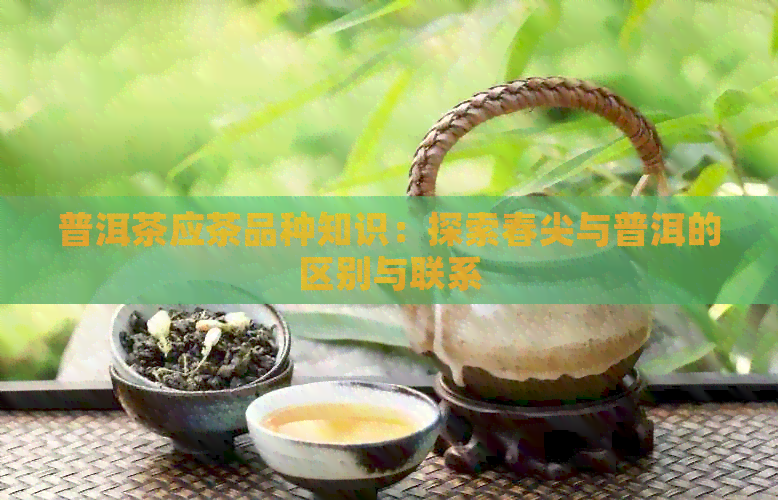 普洱茶应茶品种知识：探索春尖与普洱的区别与联系