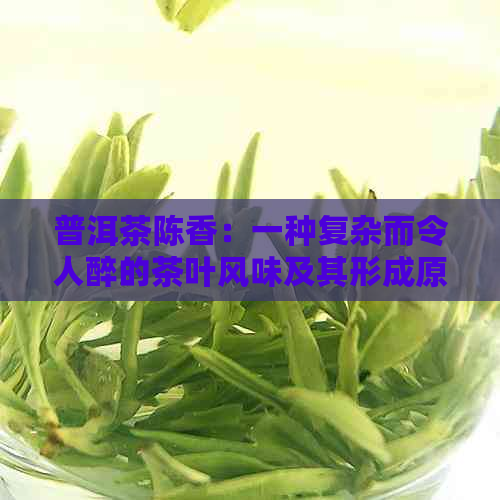 普洱茶陈香：一种复杂而令人醉的茶叶风味及其形成原因详解