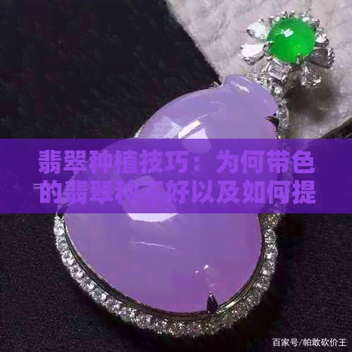 翡翠种植技巧：为何带色的翡翠种不好以及如何提高成功率？