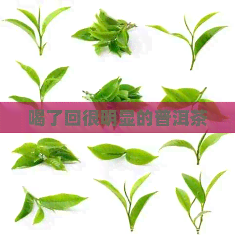 喝了回很明显的普洱茶