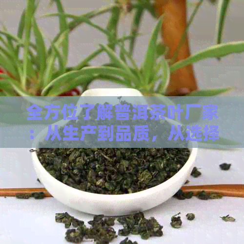 全方位了解普洱茶叶厂家：从生产到品质，从选择到品鉴，一站式解答您的疑问