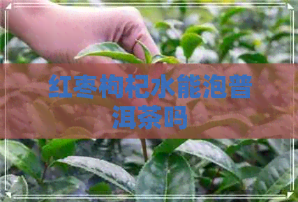 红枣枸杞水能泡普洱茶吗