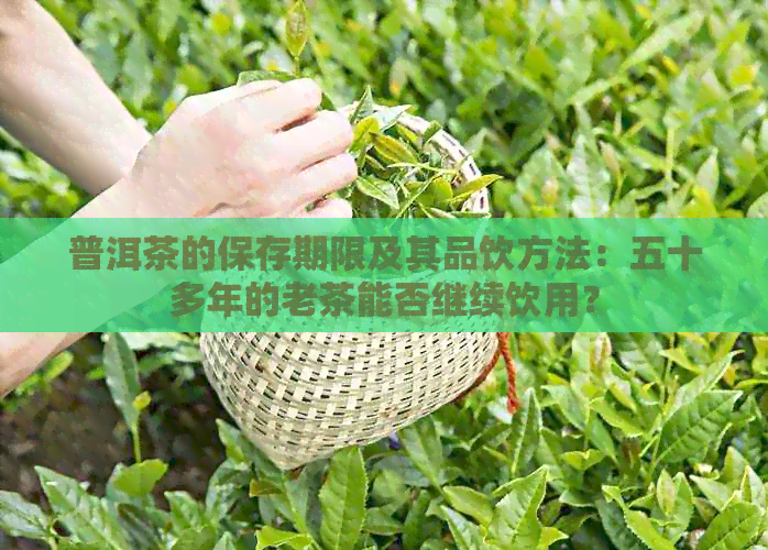 普洱茶的保存期限及其品饮方法：五十多年的老茶能否继续饮用？