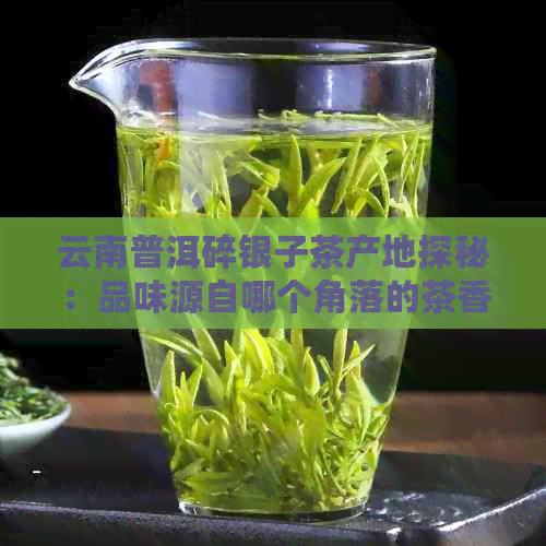 云南普洱碎银子茶产地探秘：品味源自哪个角落的茶香