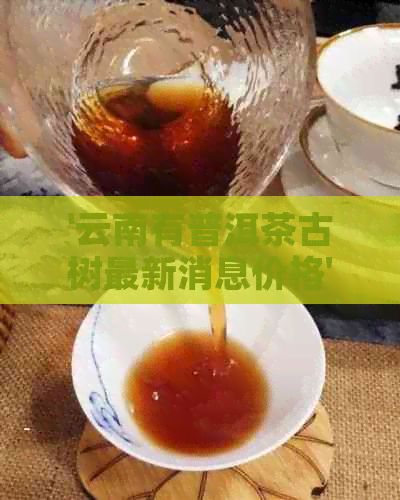 '云南有普洱茶古树最新消息价格'