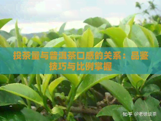 投茶量与普洱茶口感的关系：品鉴技巧与比例掌握