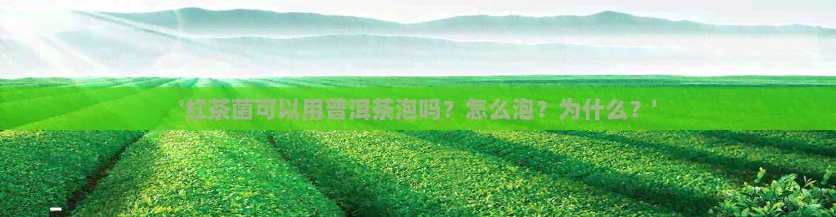 '红茶菌可以用普洱茶泡吗？怎么泡？为什么？'