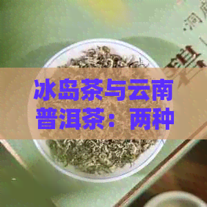 冰岛茶与云南普洱茶：两种截然不同的茶叶品种及其独特之处