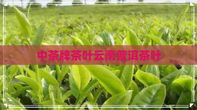 中茶牌茶叶云南普洱茶叶