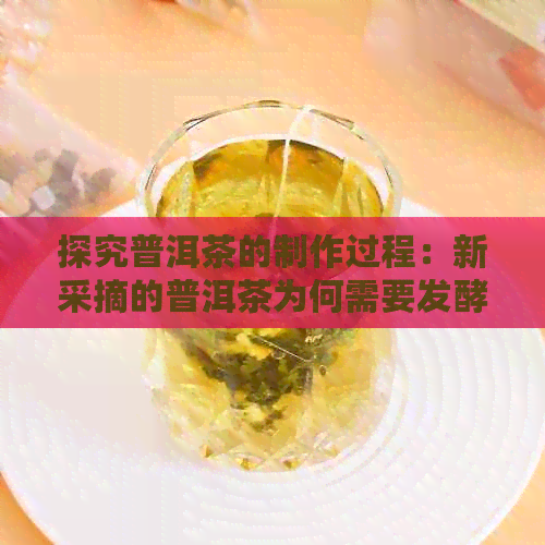 探究普洱茶的制作过程：新采摘的普洱茶为何需要发酵？