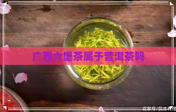 广西六堡茶属于普洱茶吗