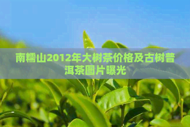 南糯山2012年大树茶价格及古树普洱茶图片曝光