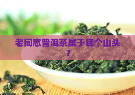 老同志普洱茶属于哪个山头？