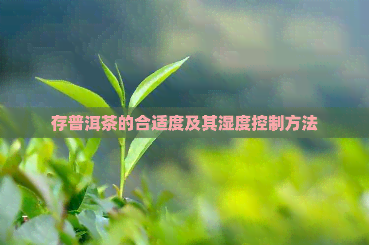 存普洱茶的合适度及其湿度控制方法