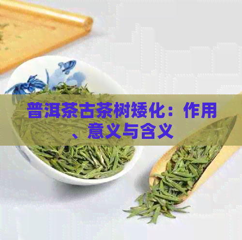 普洱茶古茶树矮化：作用、意义与含义