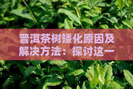 普洱茶树矮化原因及解决方法：探讨这一现象背后的科学原理