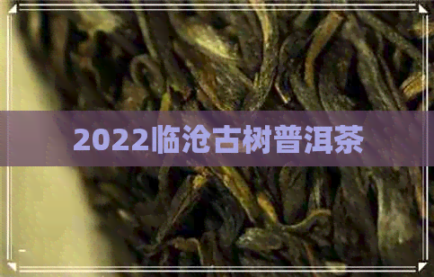 2022临沧古树普洱茶